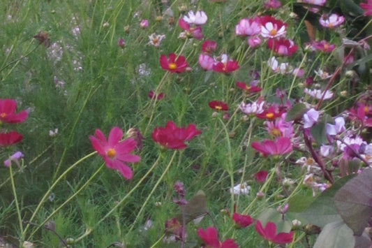 Cold Seeding Flowers: Get a jump start on spring!