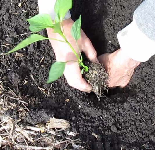 How to successfully transplant when the soil is a bit wet!