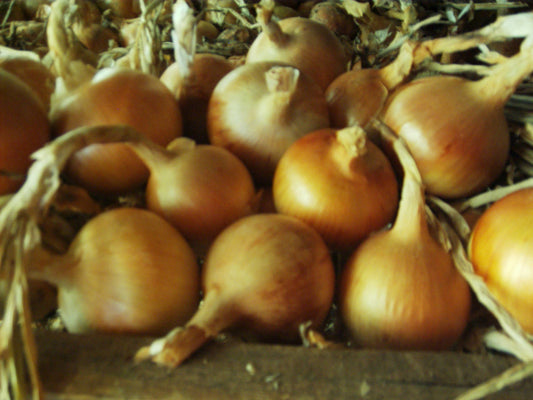 How to grow healthier onions! Part 2