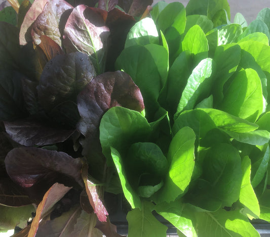 Dakota Lettuce seedlings ready for transplant at Prairie Road Organic Seed
