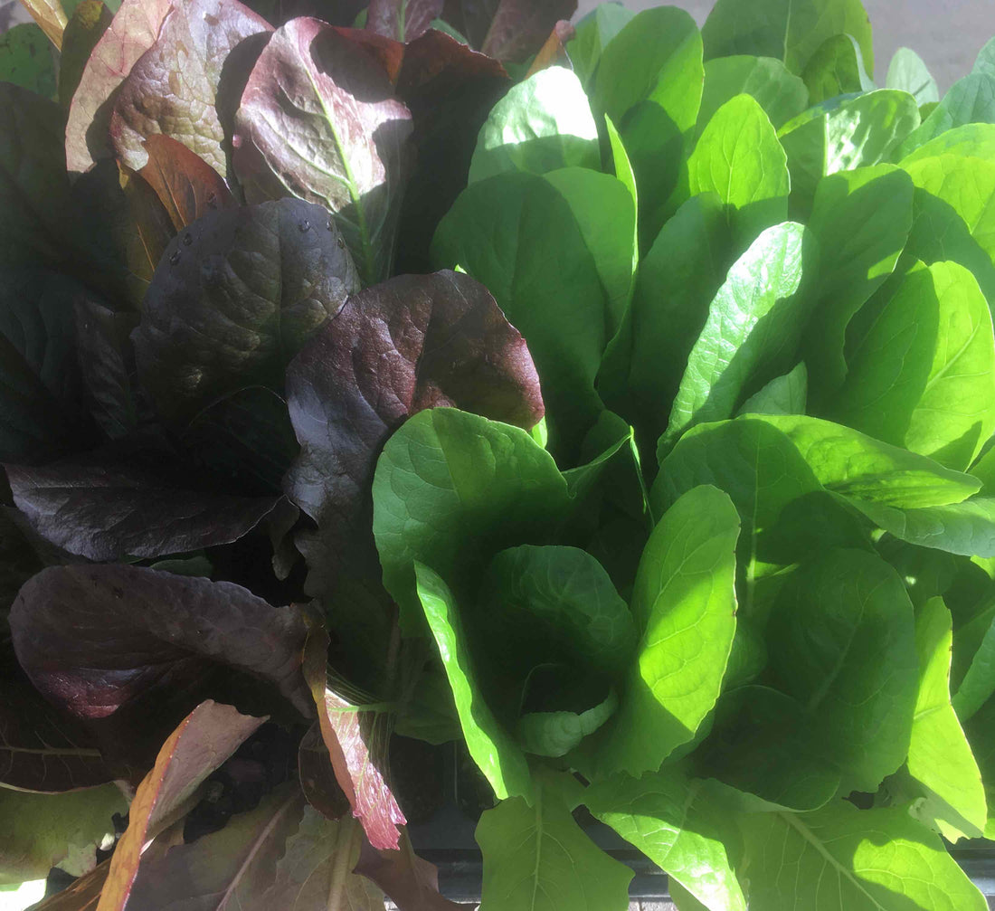 How To Maximize Your Harvest: Succession Planting For Continuous Harvest