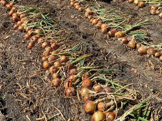 Question: Is NOW the Time To Harvest Your Garden Onions?