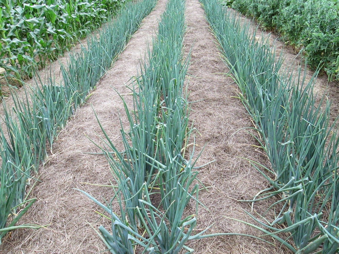 How to grow healthier onions! Part 1