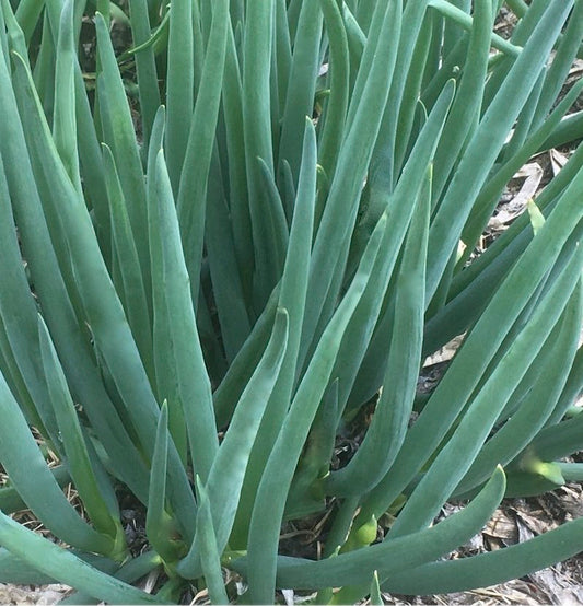 Time tested perennial onions for no-effort, no-fail secure food growth