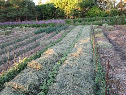 Deep mulch garden system mulching process with hay bales in the garden at Prairie Road Organic Seed
