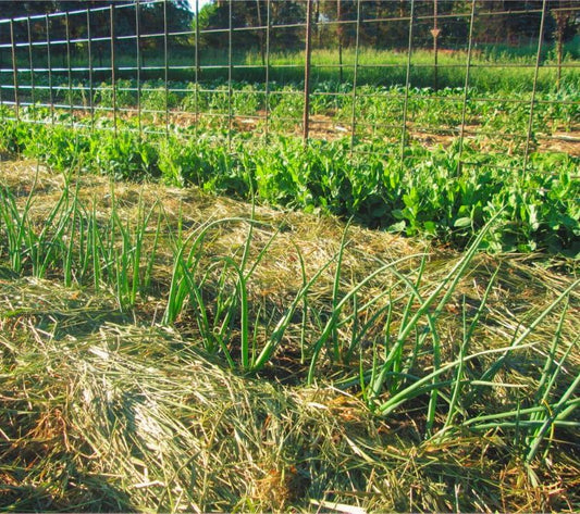 #3 Garden Fundamental— Mulching = A Multitude Of Benefits And Growth