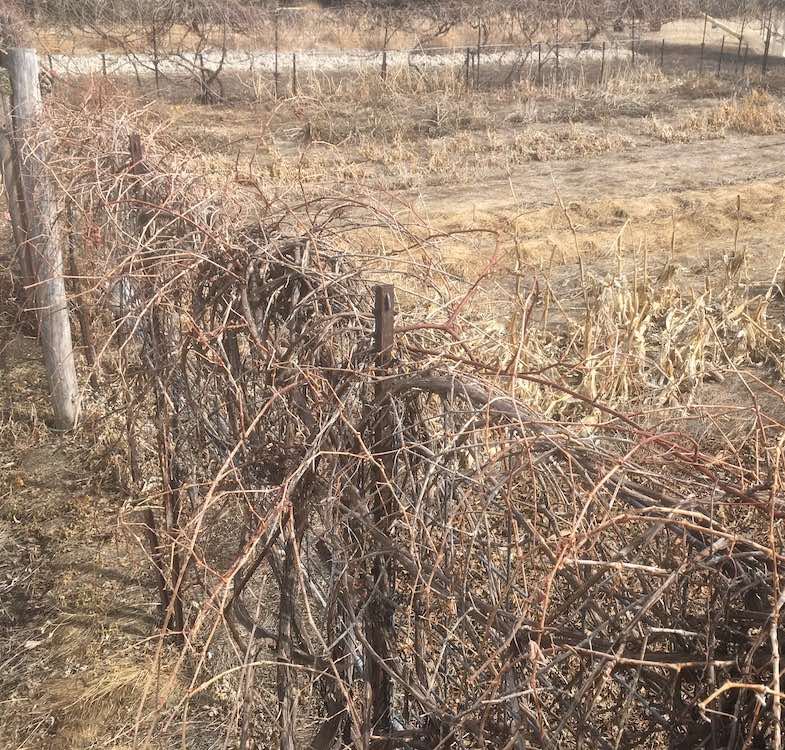 April Gardening Checklist cover photo of the brown garden in April at Prairie Road Organic Seed