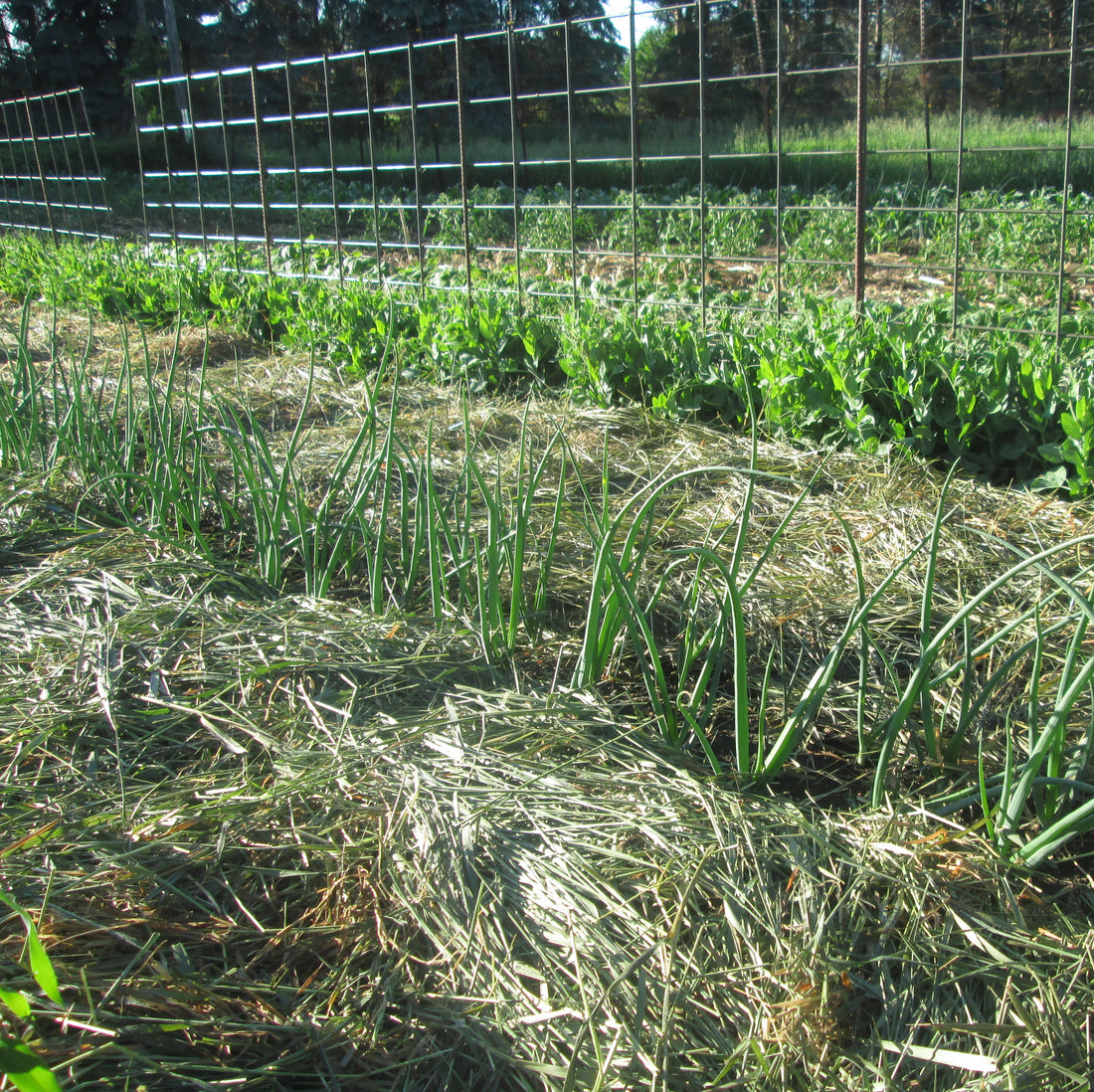 Can I tell you a secret? I’ve NEVER had to decide what to plant where in our family garden...