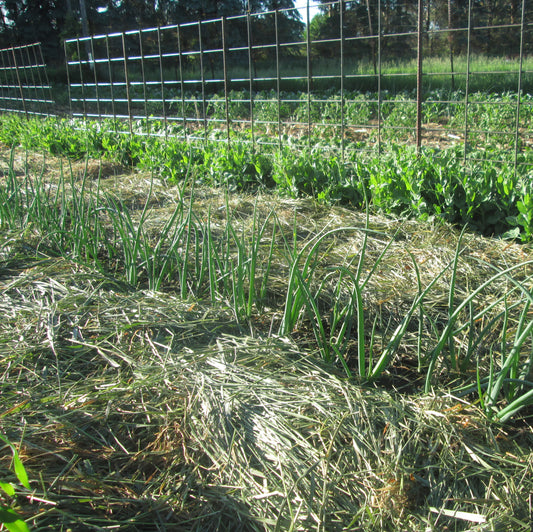 Can I tell you a secret? I’ve NEVER had to decide what to plant where in our family garden...