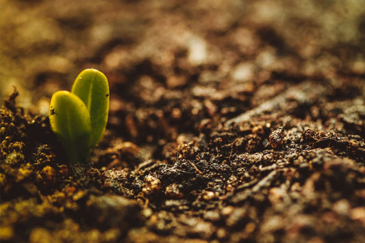 Maximizing success and minimizing failure in your seed starting efforts