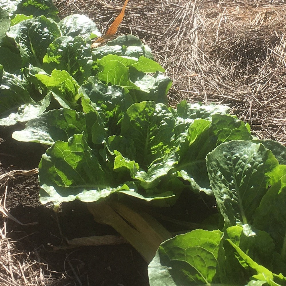 Quick fall plantings-- growing something delightful in the coolness of autumn time