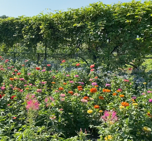 Reward! FREE Garden Services Just For Growing Extra Flowers And Herbs!