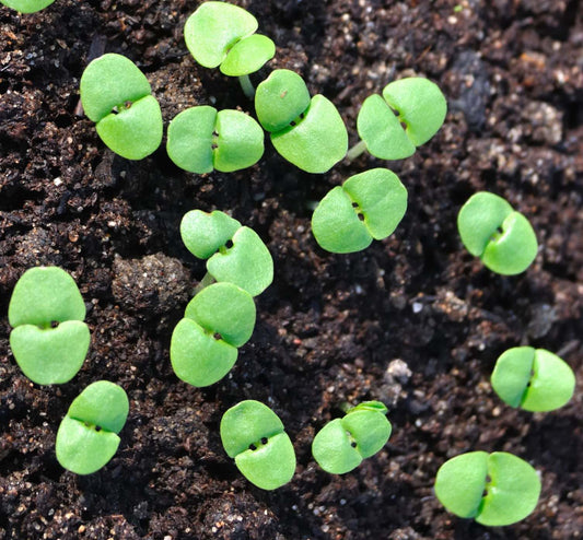 Top 6 Pitfalls To Avoid For More Reliable Seed Germination!