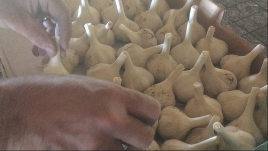 How to harvest, cure and easily store your garlic for the long haul!