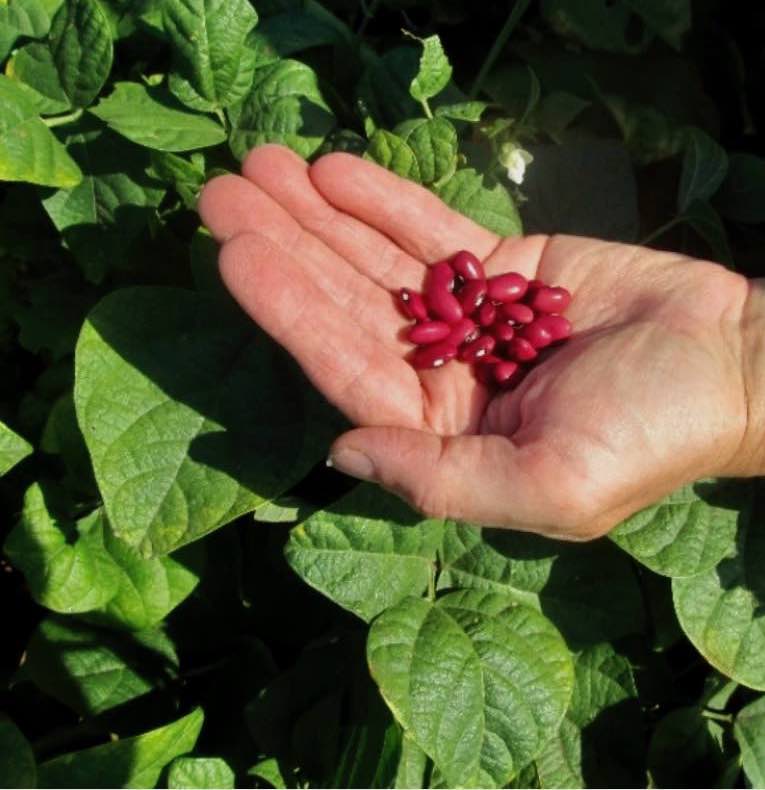 Hidatsa Red dry beans at Prairie Road Organic Seed