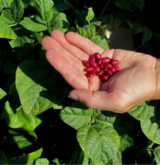 Hidatsa Red dry beans at Prairie Road Organic Seed