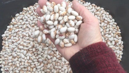 How to shell your dry beans-- fast and easy!