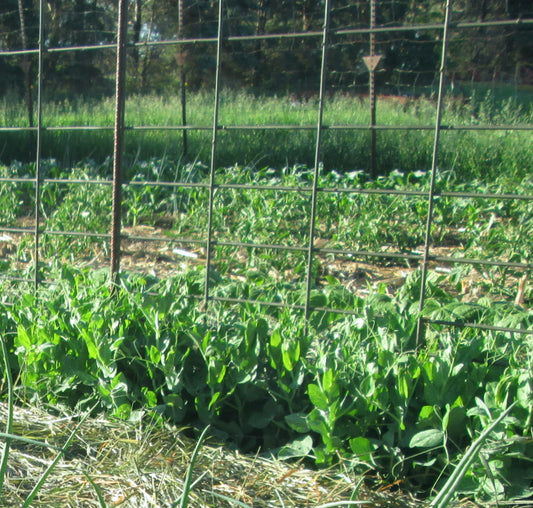 Homesteader peas on trellis in June at Prairie Road Organic Seed