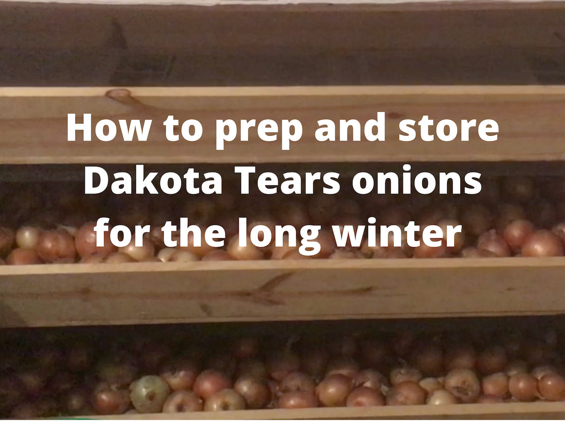 How to reliably store Dakota Tears onions for the long winter