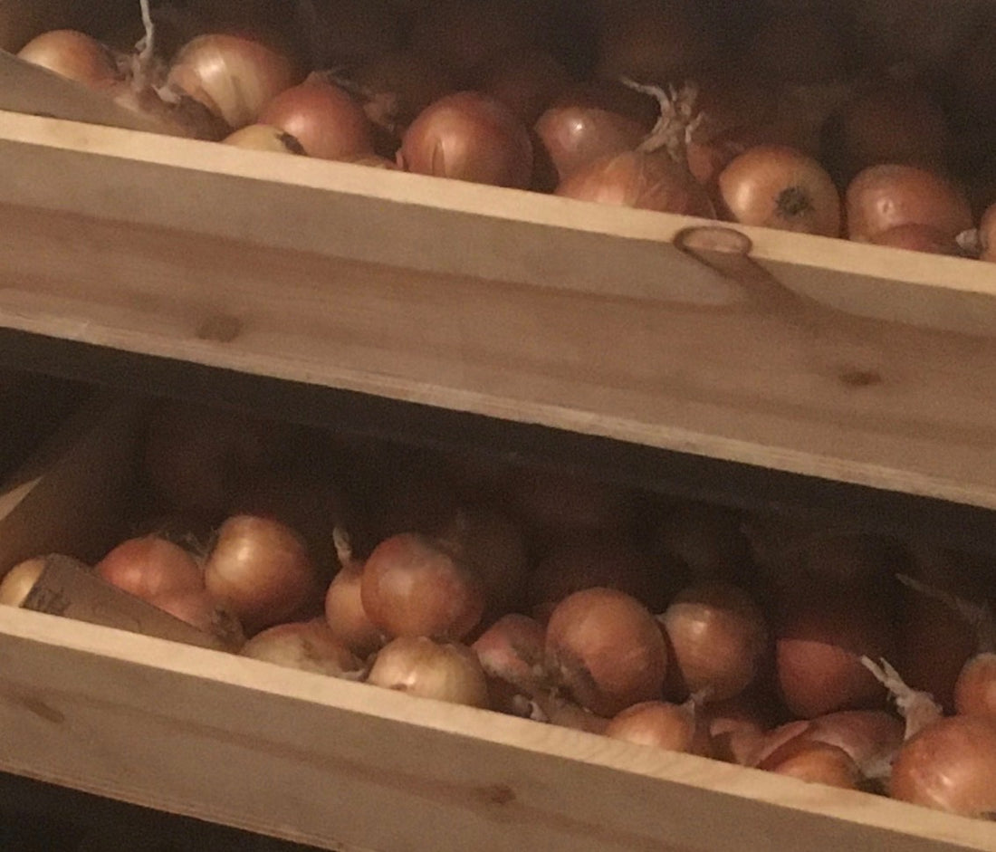 How to store onions for the long winter