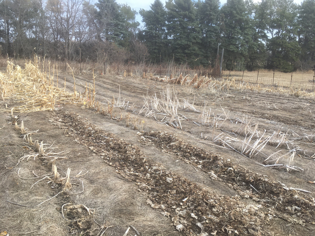 Deep mulch garden at Prairie Road Organic Seed awaiting spring cleaning