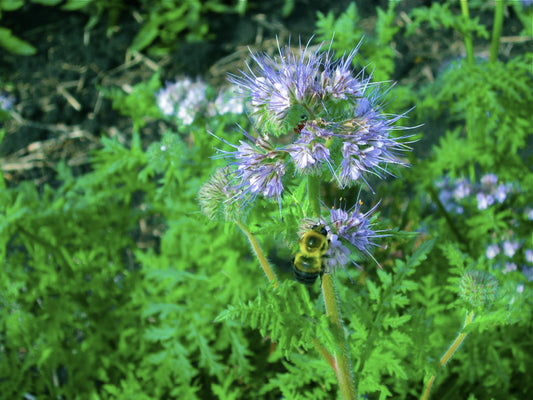 Providing a 'Benefit Package' for our Pollinators: Bee Bennies!