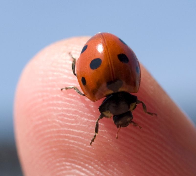 How to foil garden pests by planting more colorful diversity