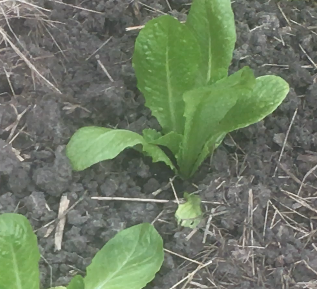 Which Plants Grow Better From Seeds or Transplants?