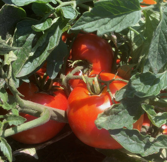 Manitoba tomato on the vine at Prairie Road Organic Seed