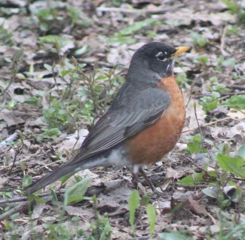 NEW May Garden Checklist: Critical Tasks You Need to Manage