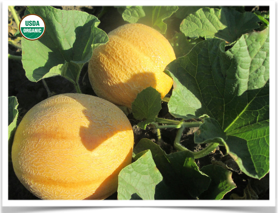 My best advice on how to easily tell if your muskmelon is ripe
