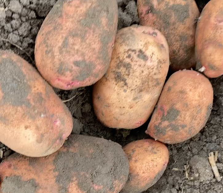 How we harvest and easily store potatoes ALL winter without fail