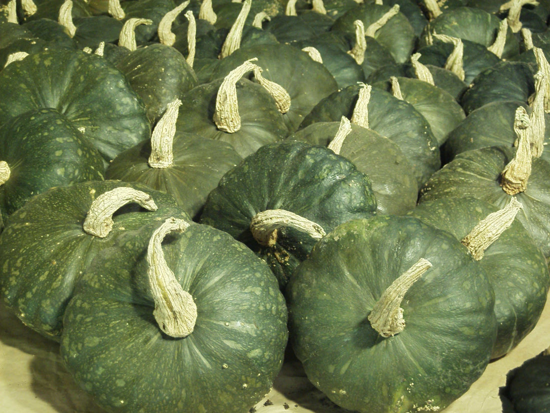 Prairie Road Organic Seed Uncle David's Dakota Dessert squash