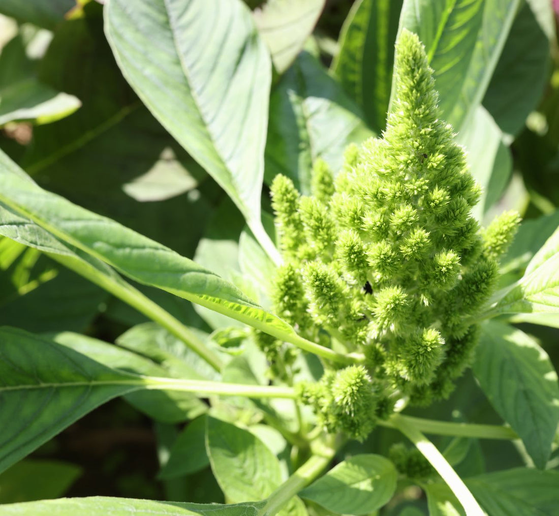 Weeds gone wild? 4 steps for tackling outta' control garden weeds!