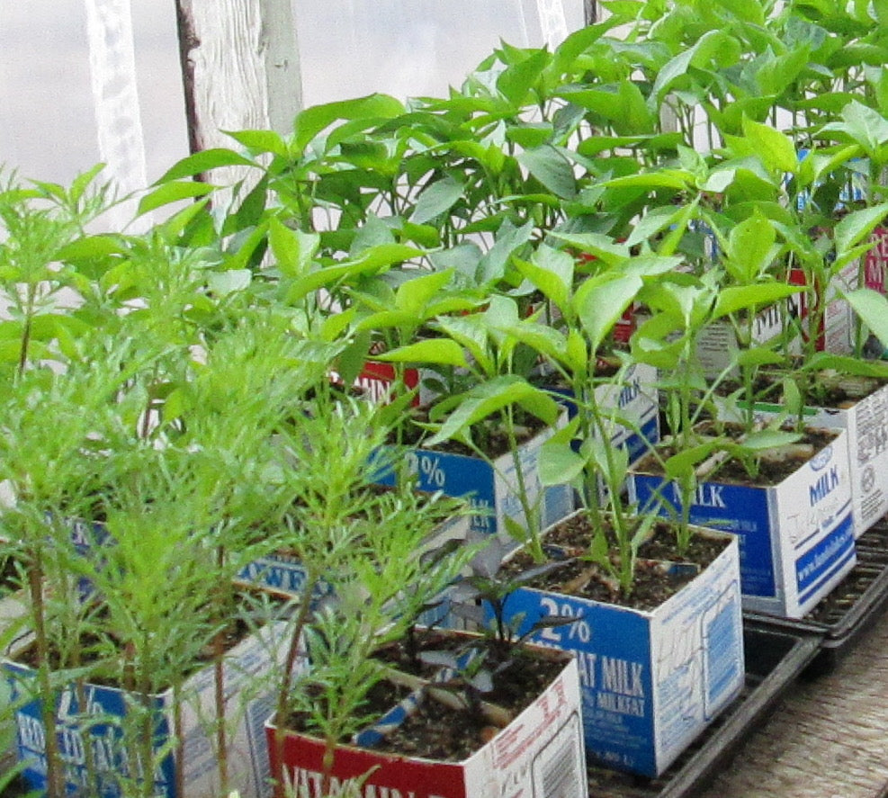 Plugs in upcycled milk carton trays ready for transplant at Prairie Road Organic Seed