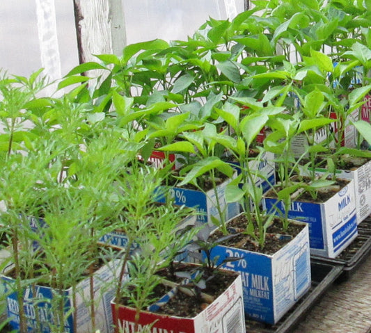 Plugs in upcycled milk carton trays ready for transplant at Prairie Road Organic Seed