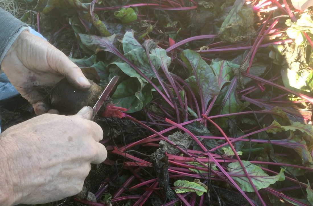 How to prep your Sweet Dakota Bliss beets for reliable long-term storage