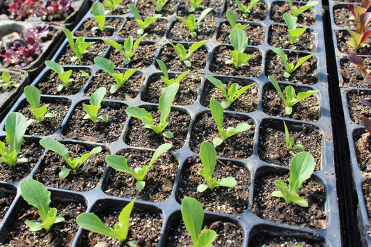 Theresa explains succession planting lettuce when the heat is on our YouTube channel at Prairie Road Organic Seed