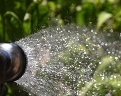 Frugal garden watering to encourage strong root growth and resilience