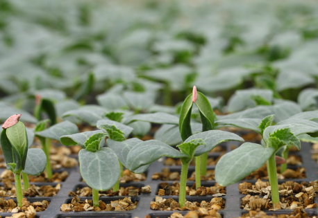 Your Seed Starting Mix Happens Here- Easy Recipe for Success