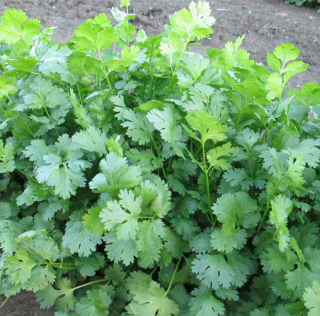 No More Gaps: What to plant NOW For Fall Harvest Bounty