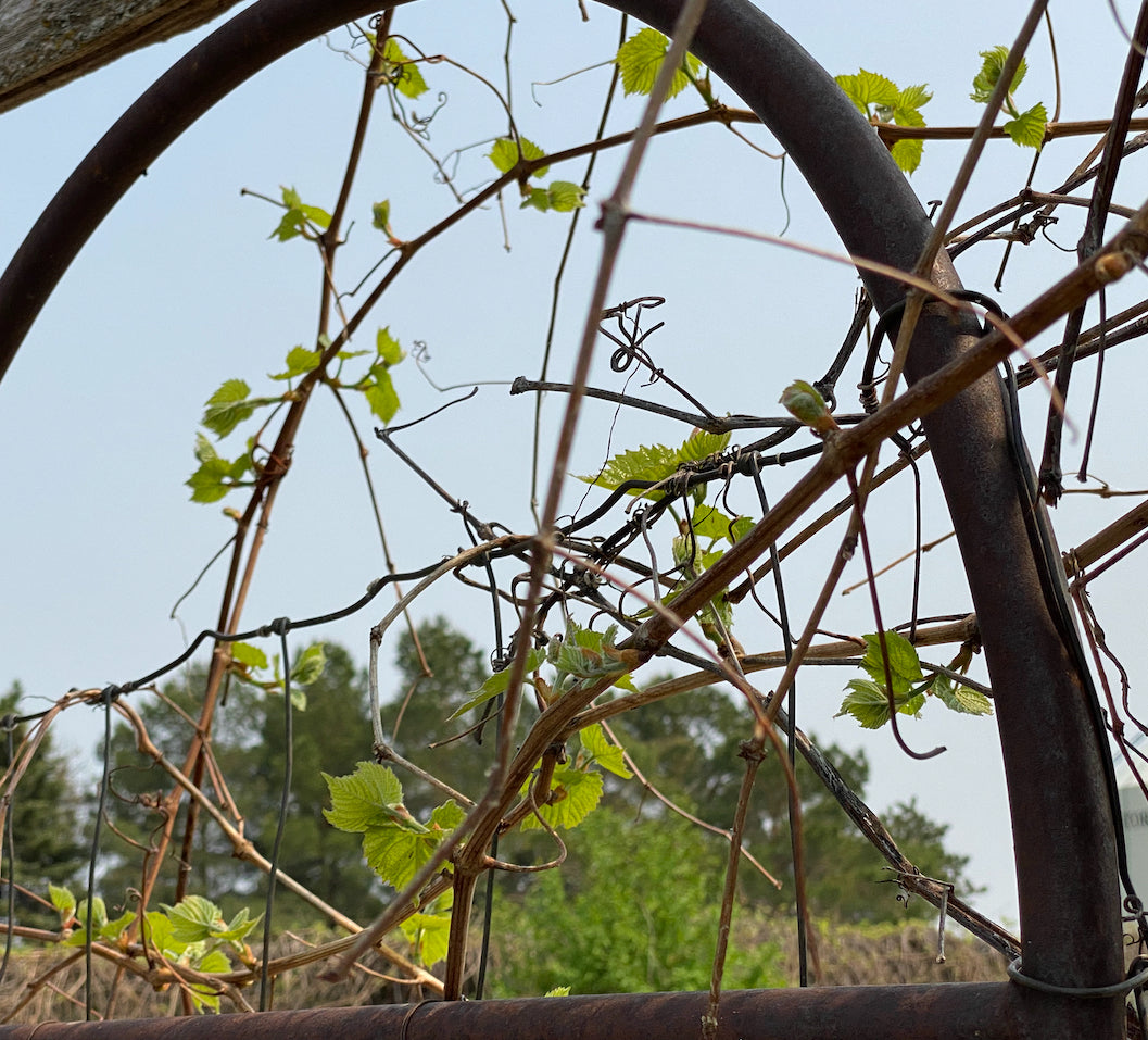 NEW June Checklist: You're on time and gardening like a pro