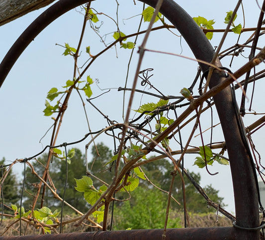 NEW June Checklist: You're on time and gardening like a pro