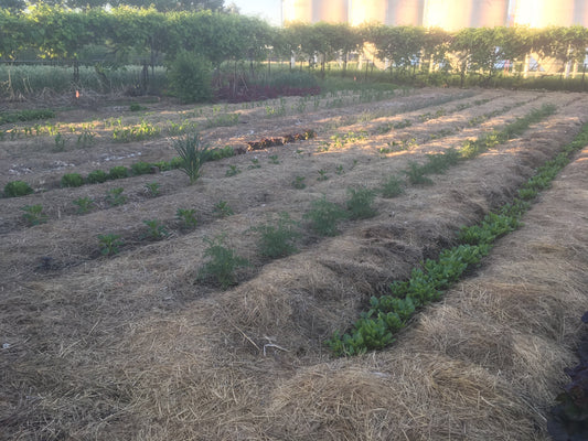 How to help those little plant babies survive heat and drought 🙌🏻 👊🏻