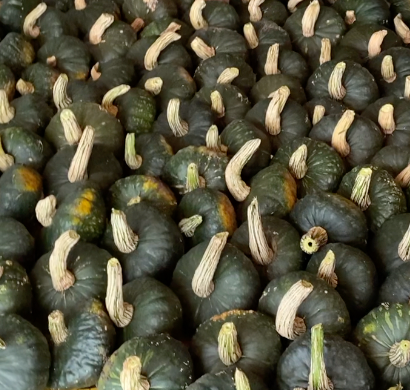 How to successfully harvest, cure and store squash for peak flavor and storability