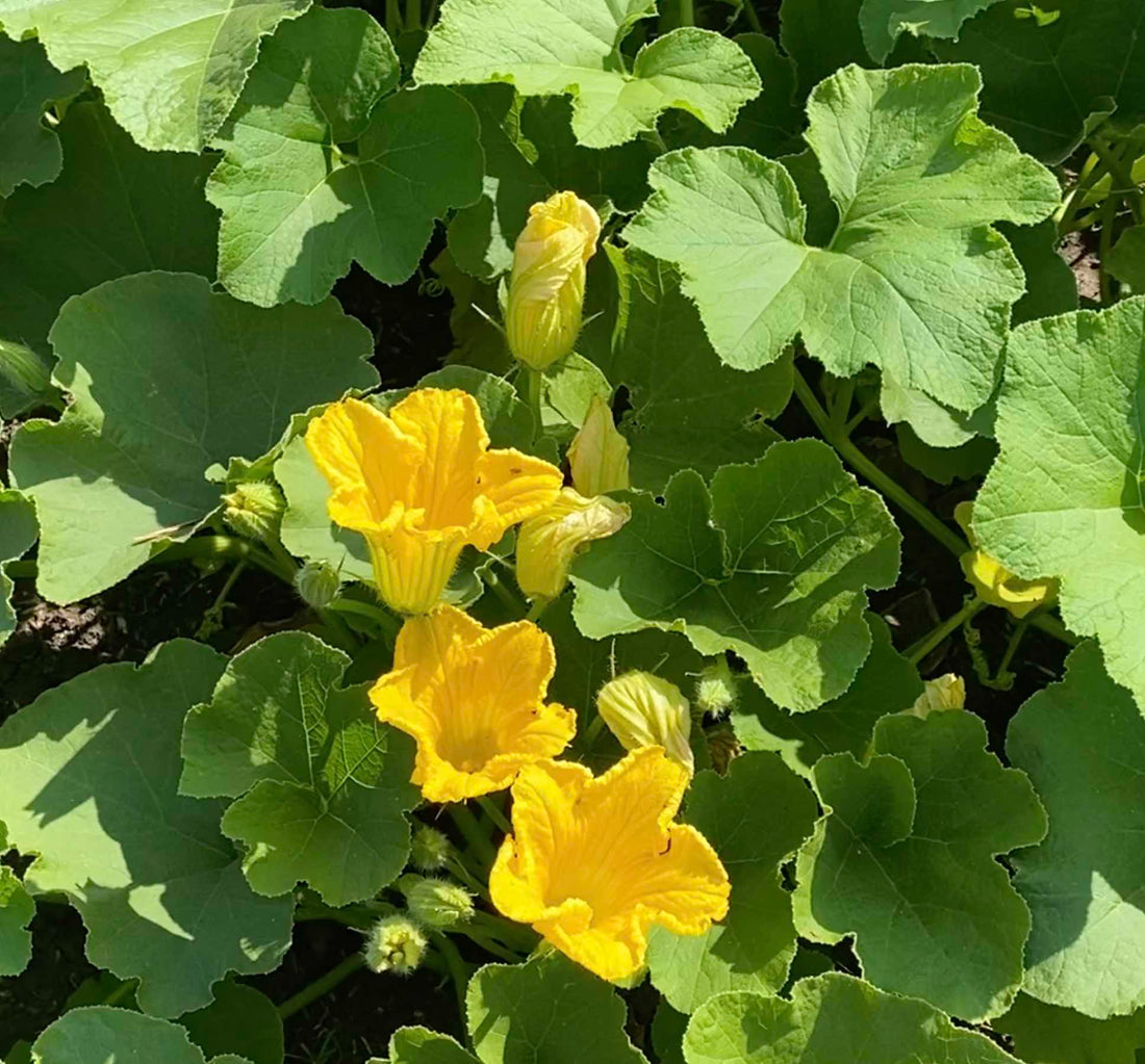 How to Defend Your Squash: 13 Strategies to Combat the Vine Borer