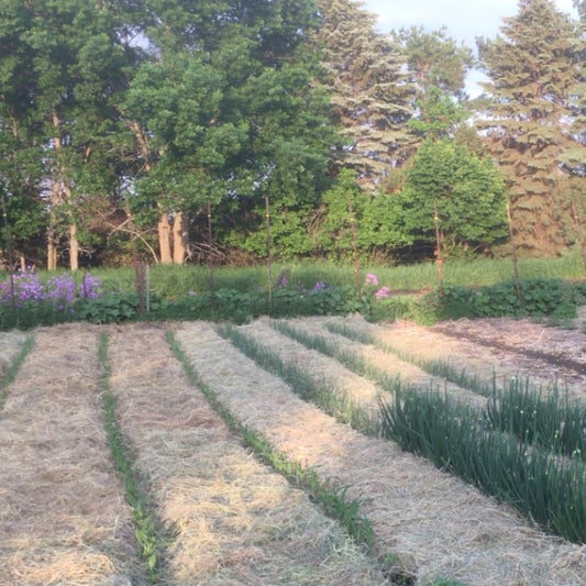 The mulched family garden at Prairie Road Organic Seed