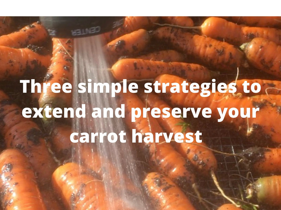 Three simple strategies to extend and preserve your carrot harvest