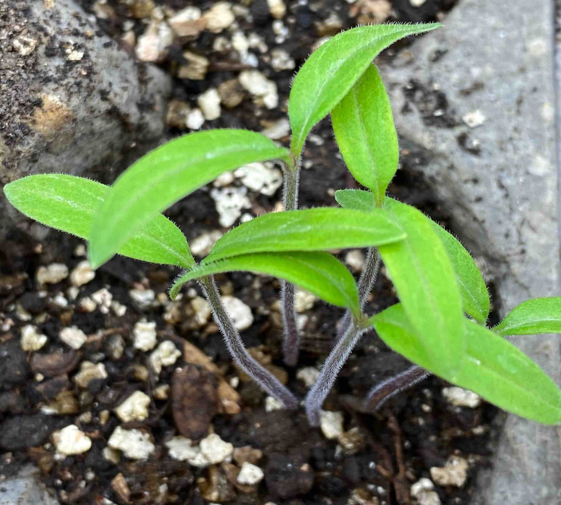 Tomato seedlings growing strong at Prairie Road Organic Seed