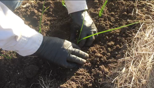 Transplanting Dakota Tears onion seedlings
